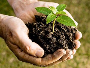 Compost per il terreno