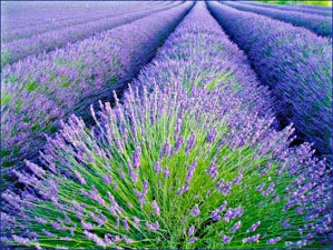 coltivazione della lavanda